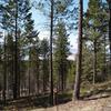 View from Lot 34 on Top Ridge in Saddlehorn - Bigfork, Montana.